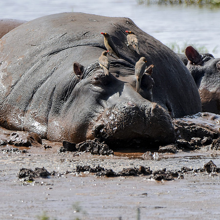 Hippopotamus