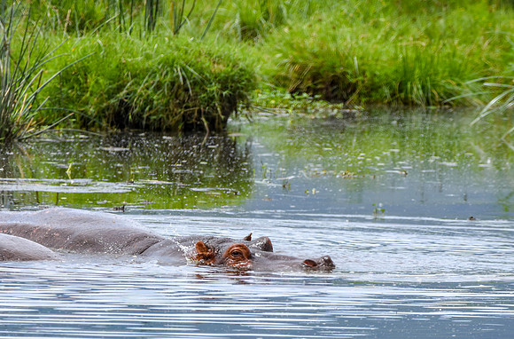 Hippopotamus