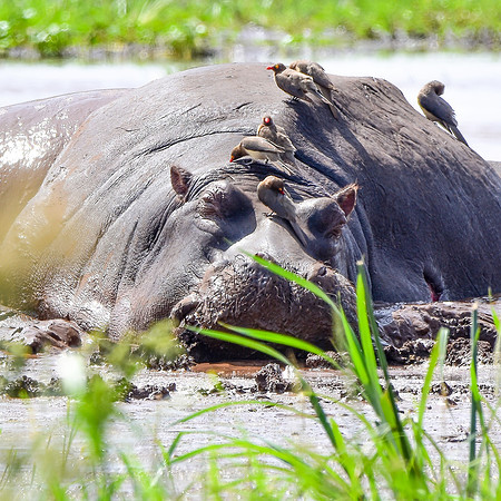 Hippopotamus