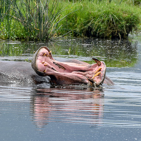 Hippopotamus