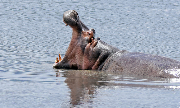 Hippopotamus