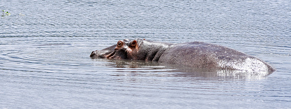 Hippopotamus