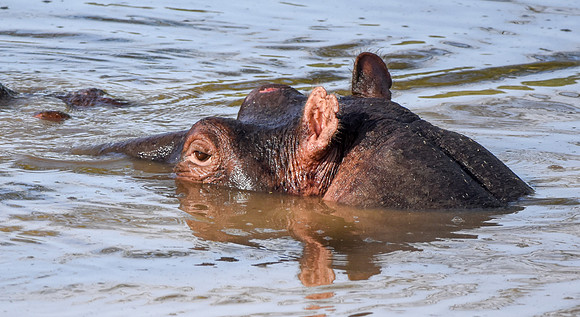 Hippopotamus