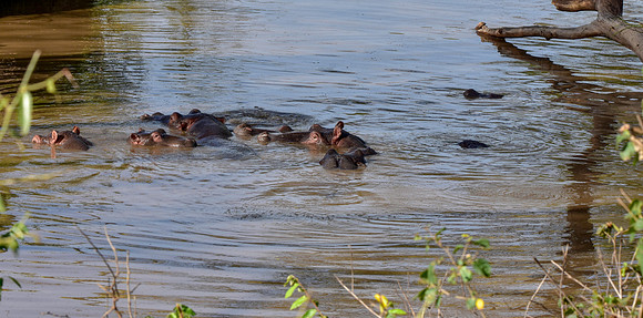 Hippopotamus