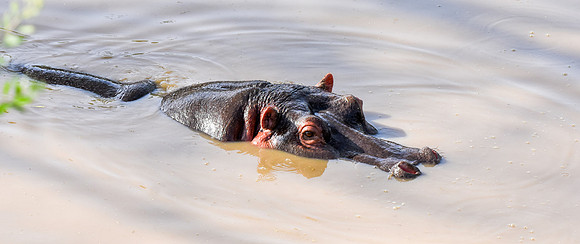 Hippopotamus