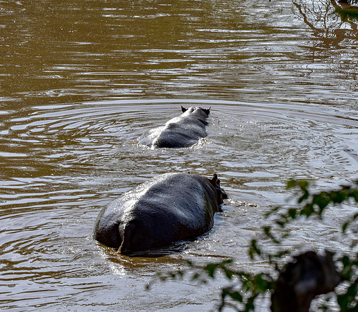 Hippopotamus