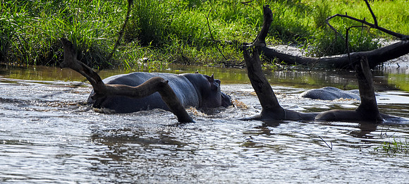 Hippopotamus