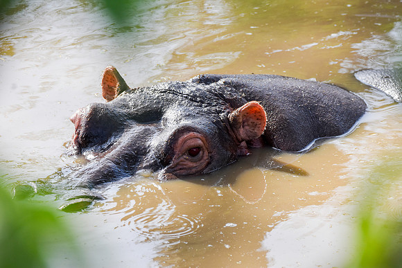 Hippopotamus