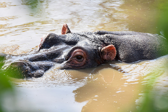 Hippopotamus