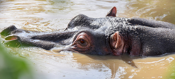 Hippopotamus