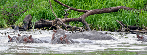 Hippopotamus