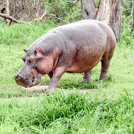 Hippopotamus