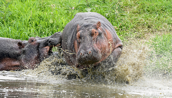 Hippopotamus