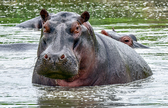 Hippopotamus