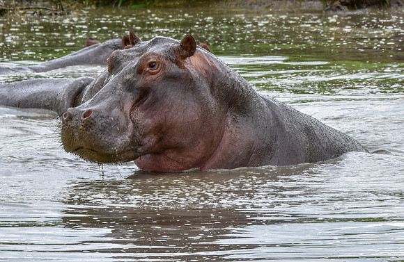 Hippopotamus