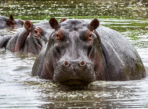 Hippopotamus