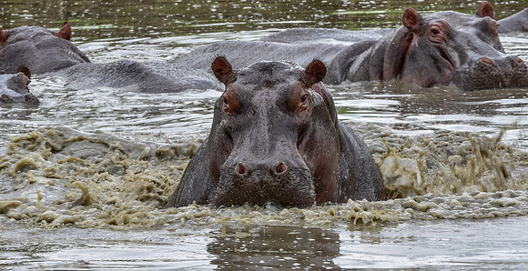 Hippopotamus