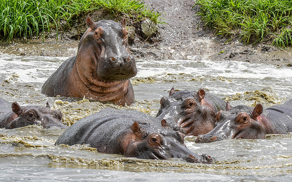 Hippopotamus
