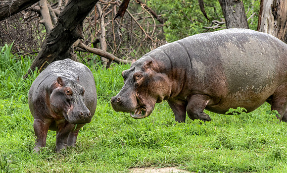 Hippopotamus