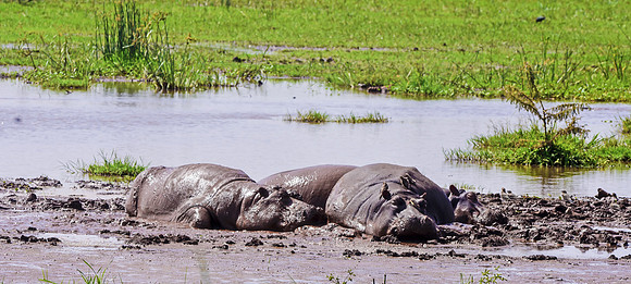 Hippopotamus