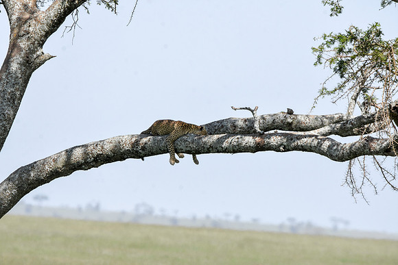 African leopard