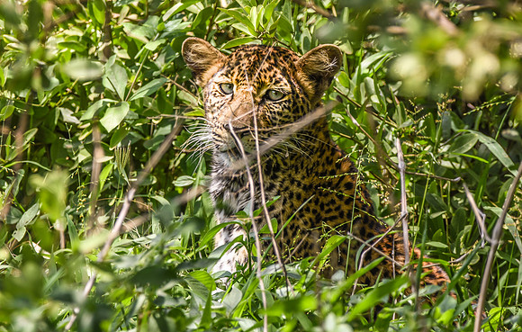 African leopard