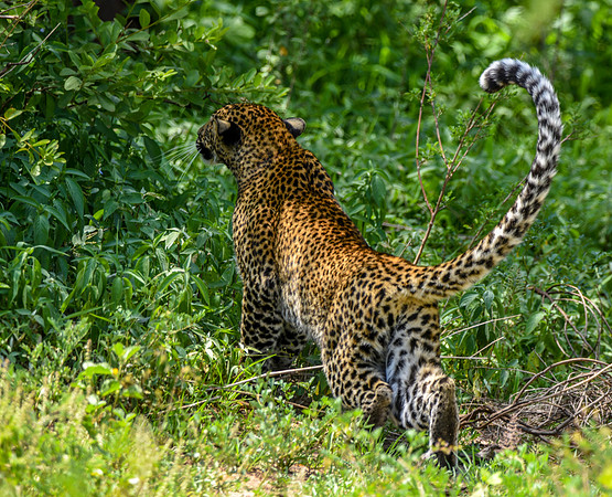 African leopard
