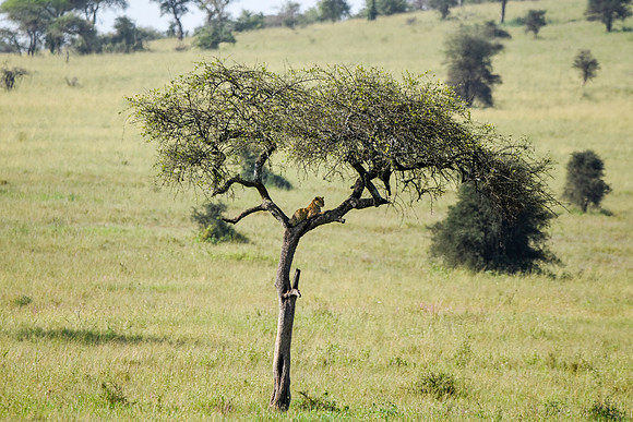 African leopard
