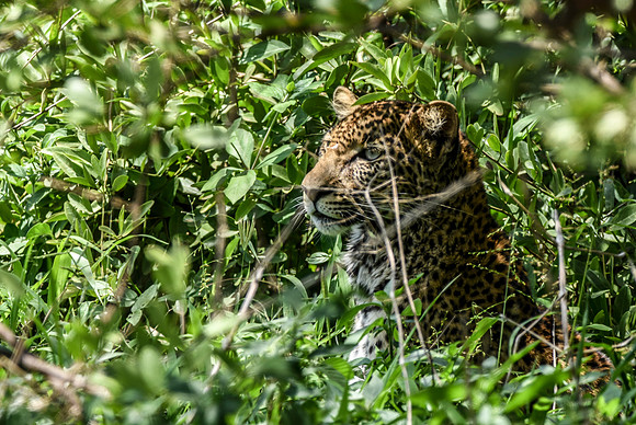 African leopard