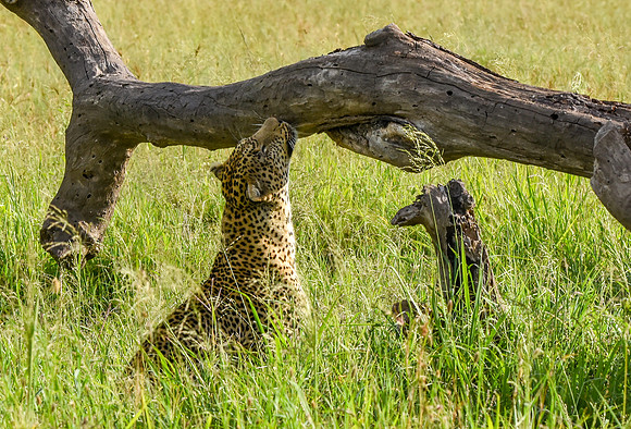 African leopard