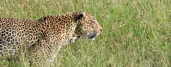 African leopard