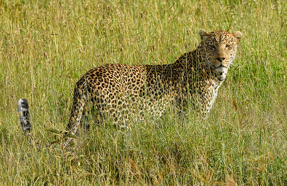 African leopard