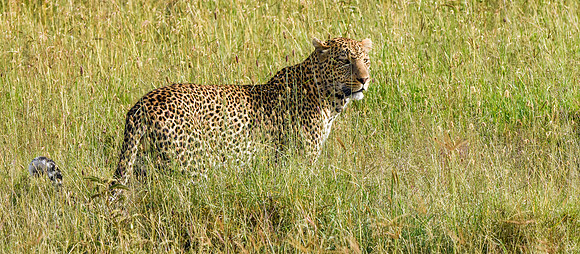 African leopard