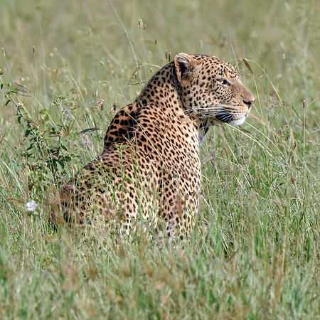 African leopard