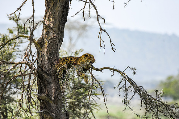 African leopard