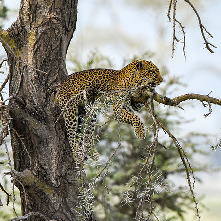 African leopard