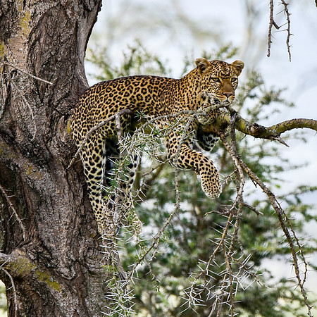 African leopard