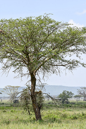 African leopard