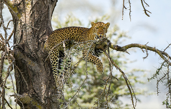 African leopard