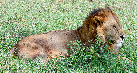 Lion, Tanzania