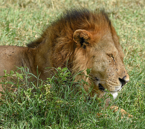 Lion, Tanzania