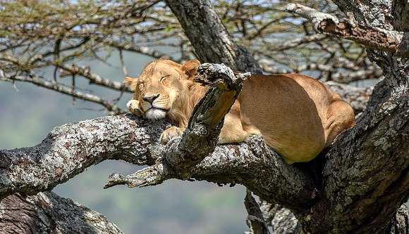 Lion, Tanzania