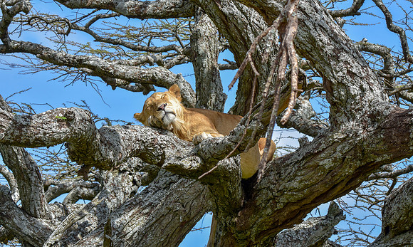 Lion, Tanzania