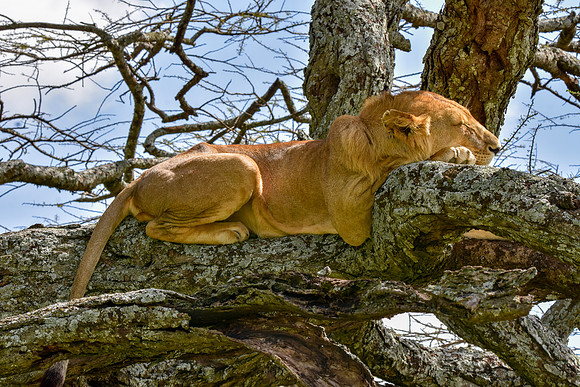 Lion, Tanzania