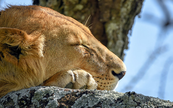Lion, Tanzania