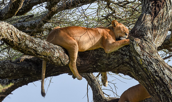 Lion, Tanzania