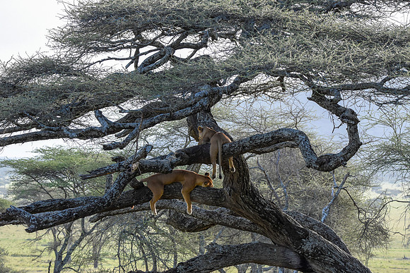 Lion, Tanzania