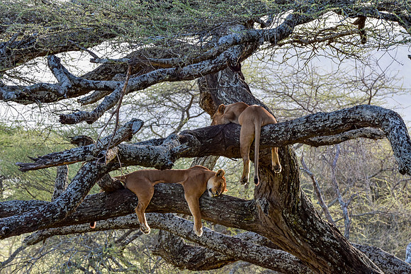 Lion, Tanzania
