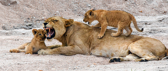 Lion, Tanzania