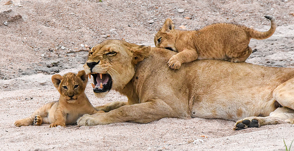 Lion, Tanzania